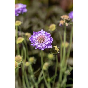 Nahaufnahme einer lila GROW by OBI Tauben-Skabiose (Scabiosa) im Topf.