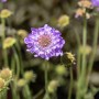 Nahaufnahme einer lila GROW by OBI Tauben-Skabiose (Scabiosa) im Topf.