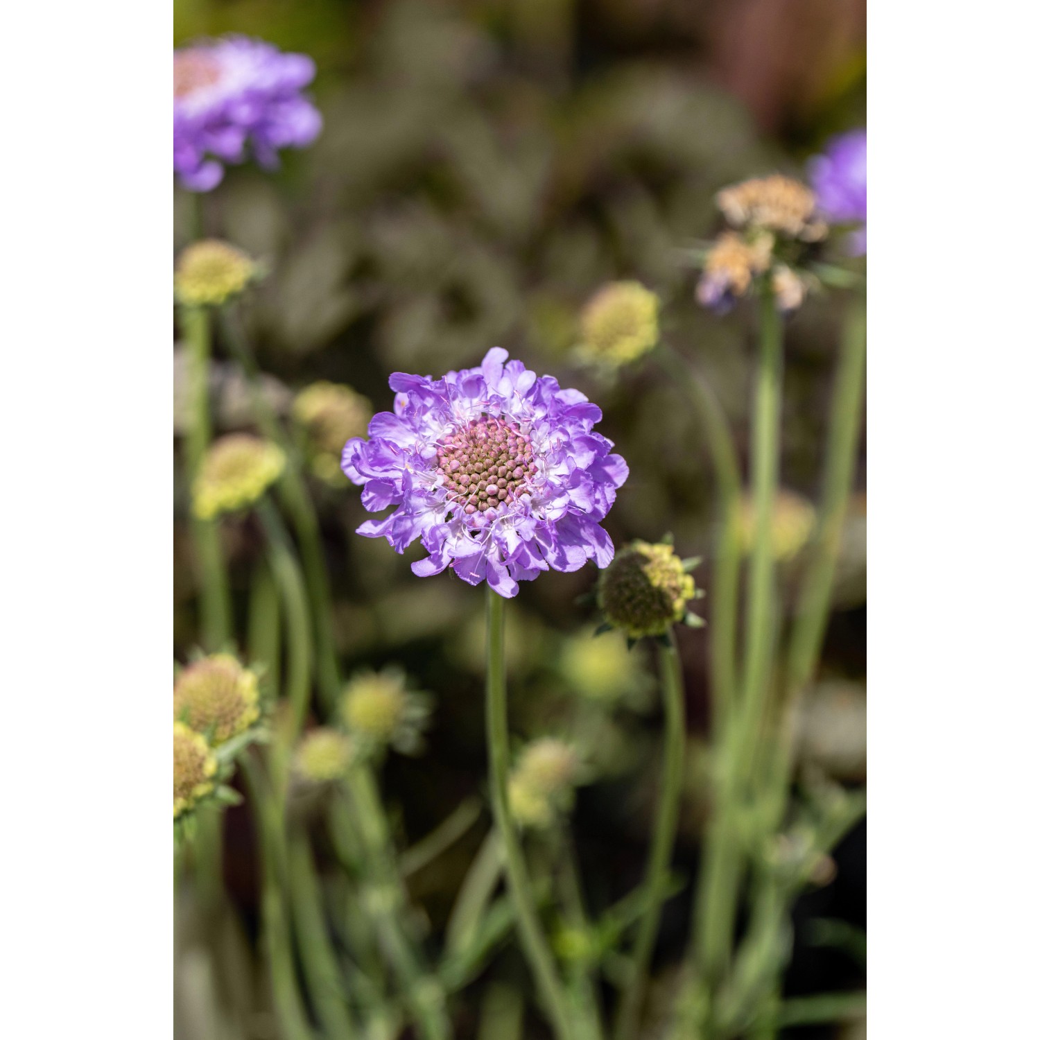 Nahaufnahme einer lila GROW by OBI Tauben-Skabiose (Scabiosa) im Topf.