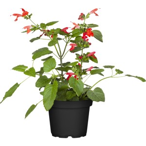 Ziersalbei Salmia im Topf mit roten Blüten und grünen Blättern.