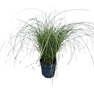 Segge 'Frosted Curls' im Topf, ca. 40cm hoch, hellgrünes Ziergras für Beet und Kübel.