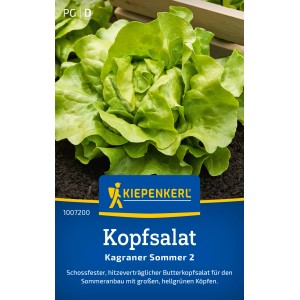Kiepenkerl Kopfsalat Kagraner Sommer 2: Hellgrüner, knackiger Salat im Beet.