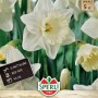 Verpackung Trompeten-Narzisse 'Mount Hood' von Sperli mit reinweißen Blüten.