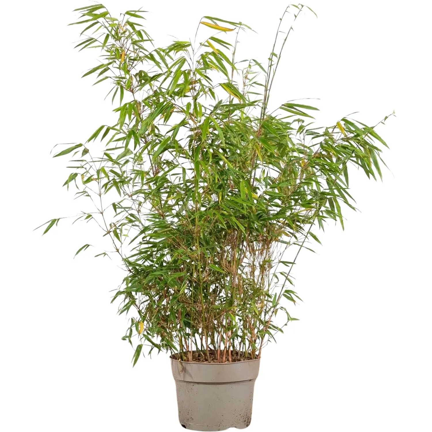 fargesia nitida 'black pearl Fargesia nitida Black Pearl kaufen  schwarzer Bambus  Grserwelten