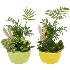 Osterarrangement mit Kalanchoe, Bergpalme, Efeu und Hasen-Stecker in gelben und grünen Töpfen.