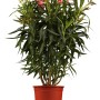 Blühender Oleander (Nerium) im Topf, ca. 17 cm Ø, für Kübel und Balkon.