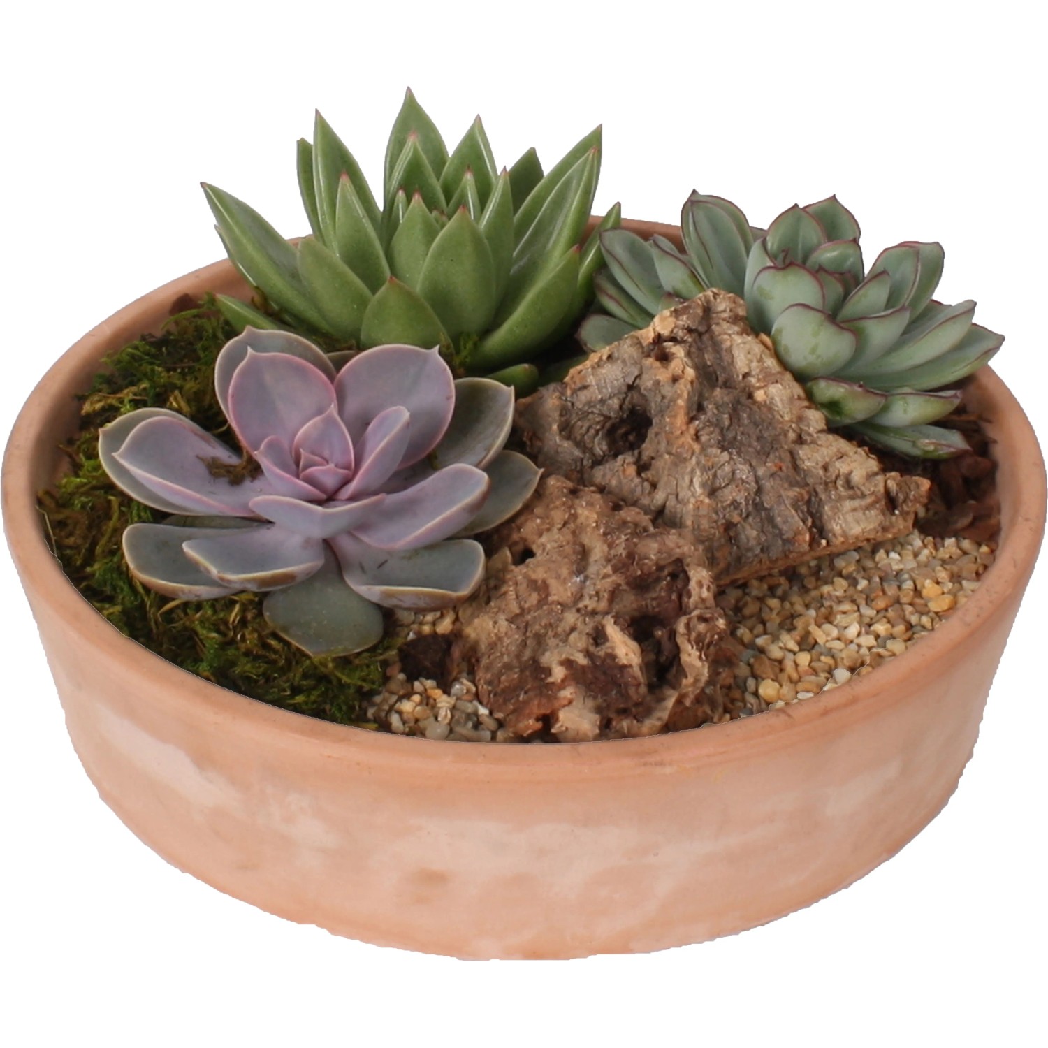 Set de 3 echeveriens différents dans un pot de 12cm