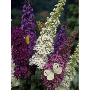 Zwerg-Sommerflieder "Buzz Trio" Höhe ca. 60 - 80 cm Topf ca. 7,5 l Buddleja