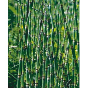 Grüner OBI Teichschachtelhalm (Equisetum japonicum) im Topf für den Gartenteich.