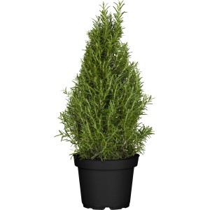 Gewürz-Pyramide im Topf (Ø 25cm): Aromatisches Kräuter-Sortiment für Küche und Balkon.