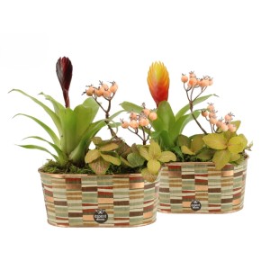 Zwei GROW by OBI Zimmerpflanzen-Arrangements in gestreiften Metalltöpfen mit bunten Bromelien, Mosaikpflanzen und Beeren.
