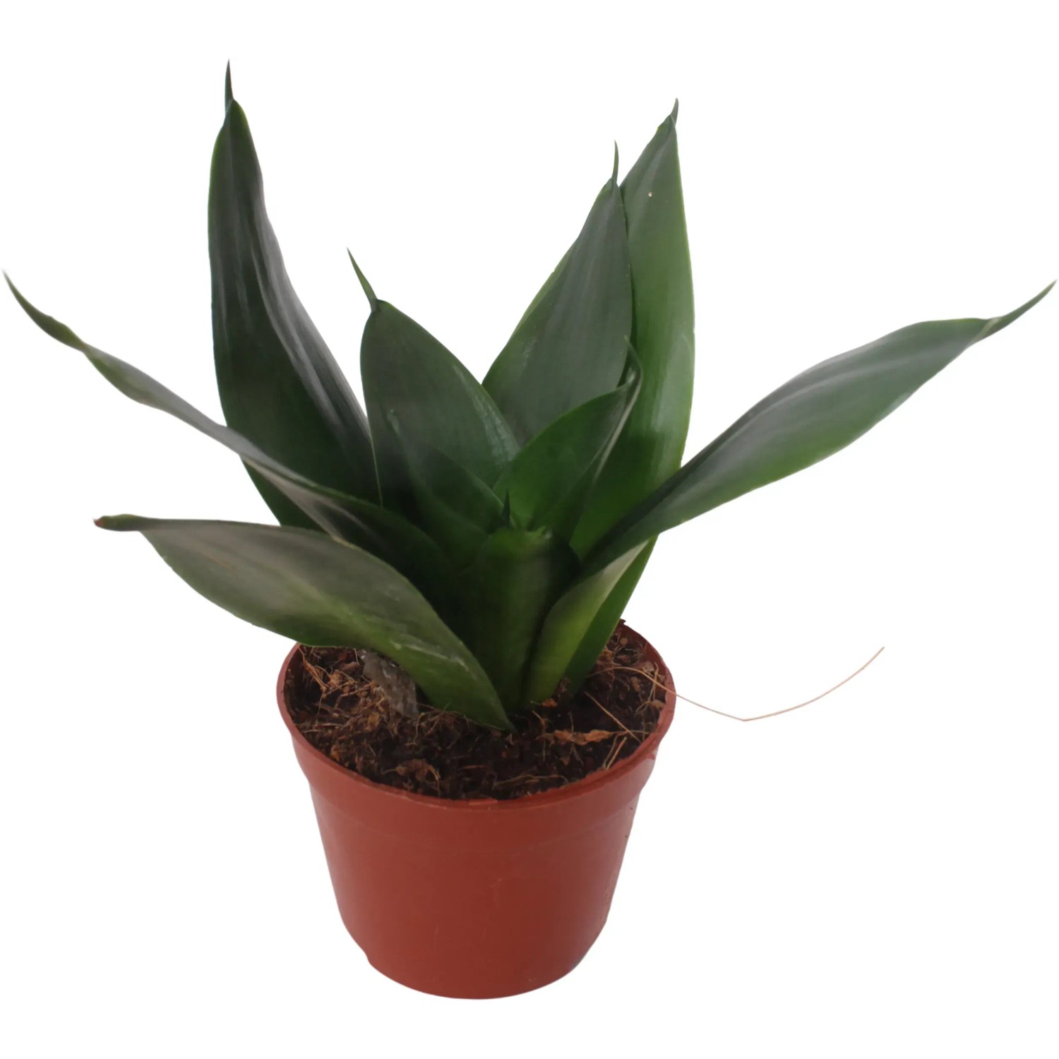 Bogenhanf Hahnii im braunen Topf, eine pflegeleichte Zimmerpflanze mit grünen Blättern.