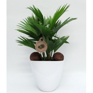 Schirmpalme Livistona im weißen Keramiktopf, Zimmerpalme für ein gutes Raumklima.