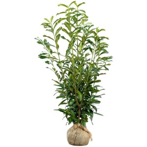 Kirschlorbeer Genolia Set, 10 Pflanzen, Höhe 100-125 cm, im Ballen. Ideal für Hecken.