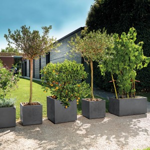 Reihe Deroma Pflanzkübel Cubo Millennium in Anthrazit mit verschiedenen Pflanzen.