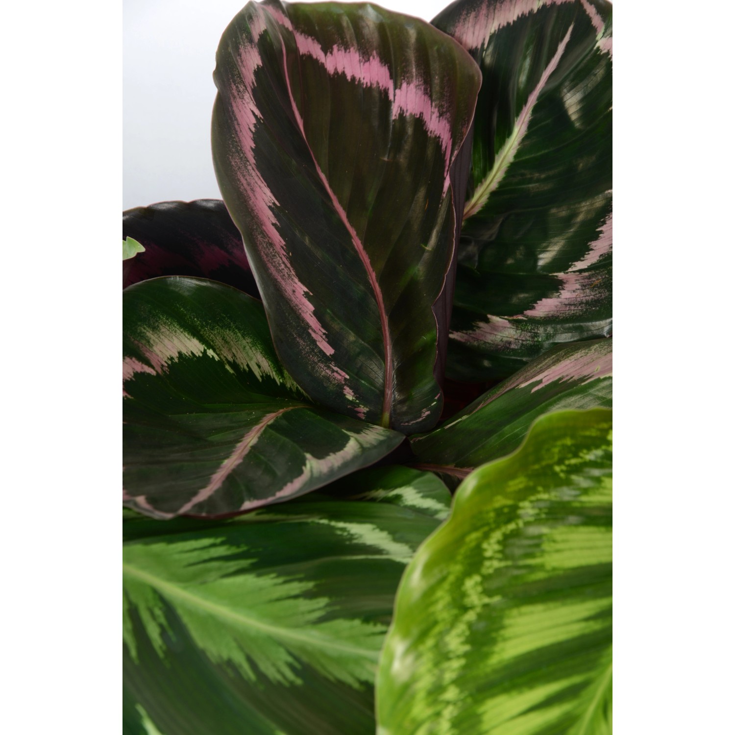 Korbmarante (Calathea) mit grün-rosa Blattmuster im Topf, ca. 65-75 cm hoch.