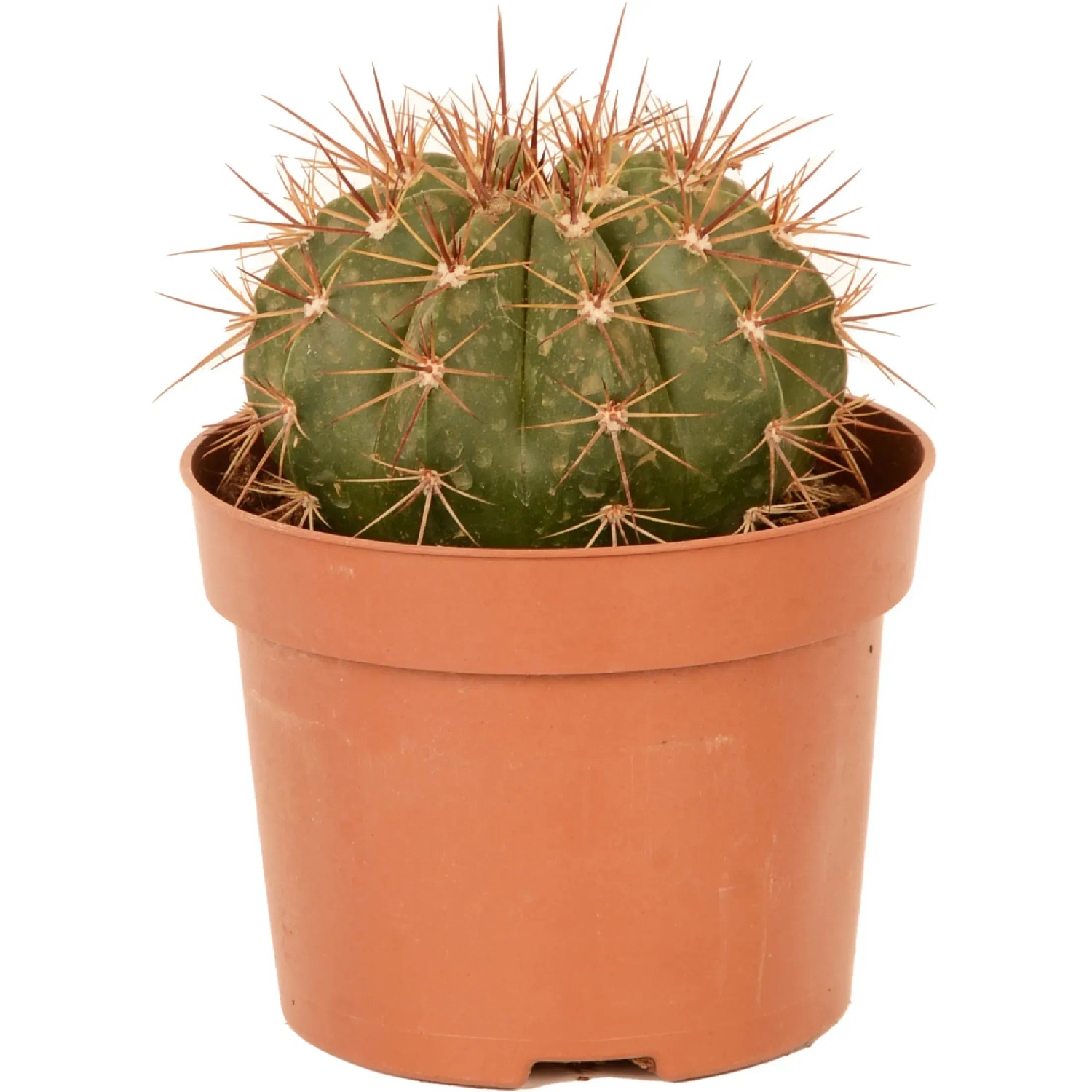 Kaktus sortiert Hhe ca. 35 cm Topf- 17 cm Cactus canarias kaufen bei OBI