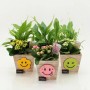 Drei Zimmerpflanzen-Arrangements in Holztopf mit Smiley-Deko. Einblatt & Kalanchoe mit gelben, rosa, weißen Blüten.