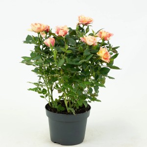 Zimmer-Rose Sortiert Höhe ca. 25 - 30 cm Topf-Ø ca. 10,5 cm Rosa Hybride