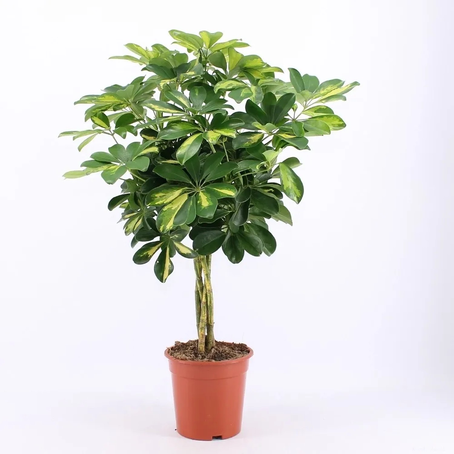 Strahlenaralie "Gold Capella" Topf- ca. 19 cm Schefflera arboricola kaufen  bei OBI