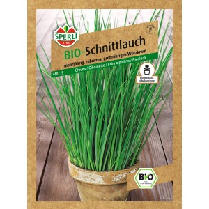 Sperli Schnittlauch Staro Kräutersamen im Topf, mehrjährig und robust.