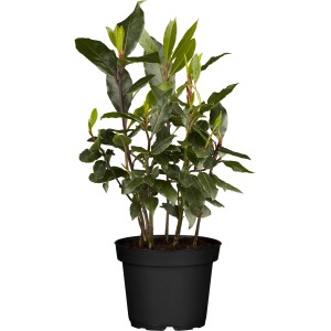 Lorbeerbusch (Laurus nobilis) im schwarzen Topf, ca. 14 cm Ø, für Küche & Garten.