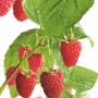 Nahaufnahme: GROW by OBI Bio Himbeere Aroma Queen mit roten Früchten und grünen Blättern.
