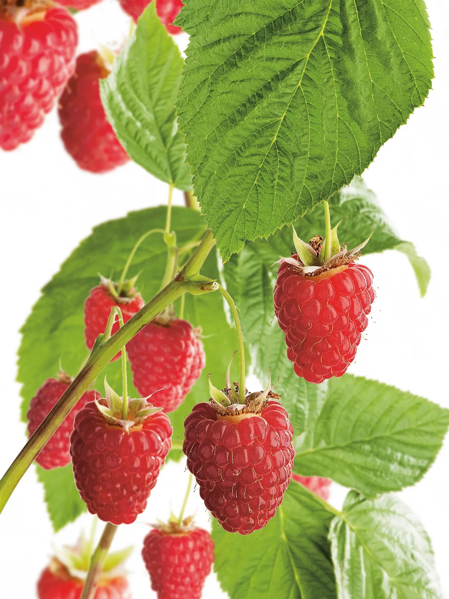 GROW by OBI Bio Himbeere "Aroma Queen" Topf ca. 2 l Rubus kaufen bei OBI