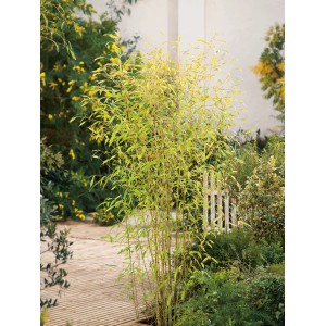 OBI Gold-Bambus (Phyllostachys aurea) im Topf, ca. 30 cm Ø, als immergrüner Sichtschutz für den Garten.