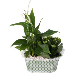 Flammendes Käthchen und Einblatt im Zink-Gefäß, Topfpflanzen Arrangement für Innen.