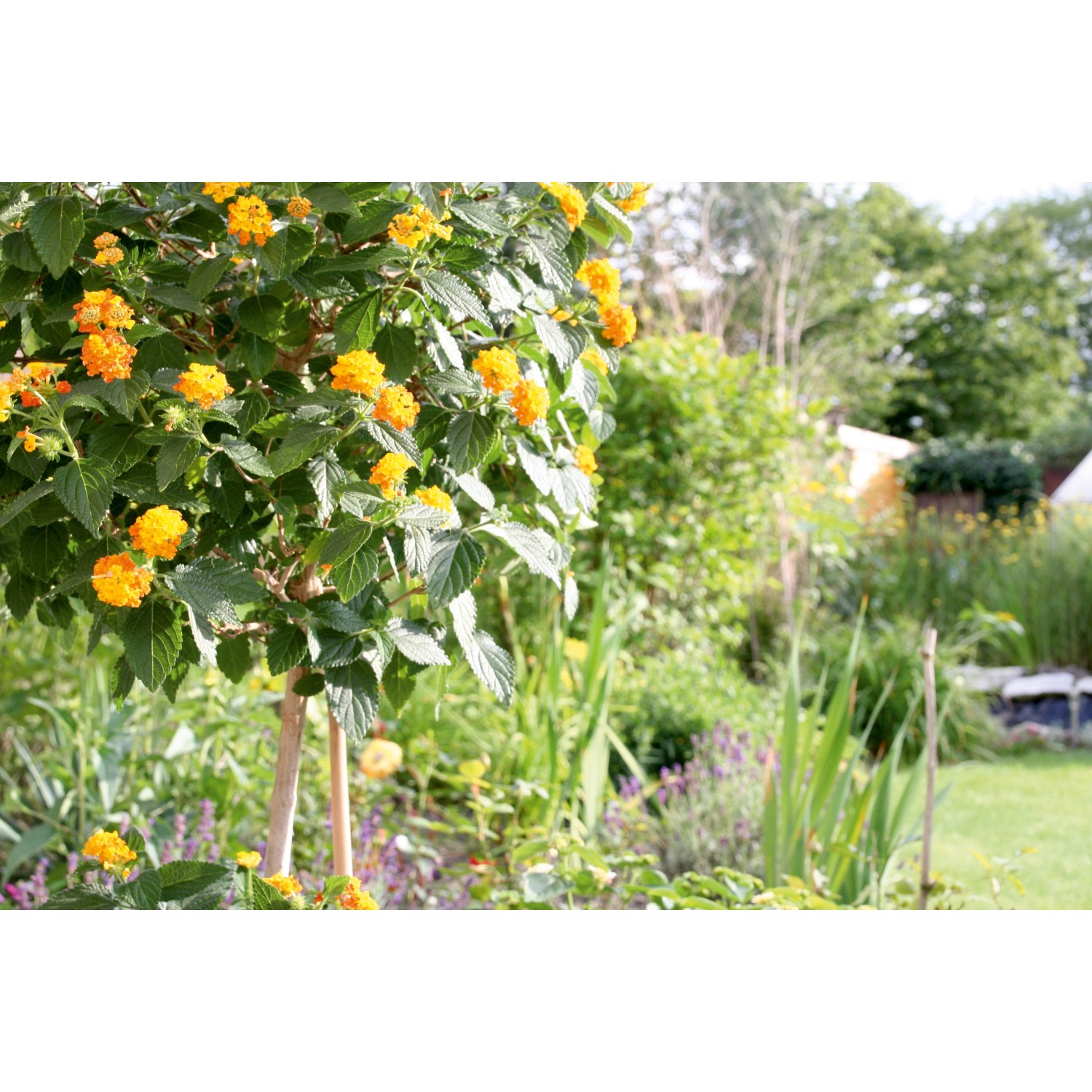 Pflanzen-Bindeset mit Staudenbindern, Draht und Clips zur Fixierung von Pflanzen im Garten.