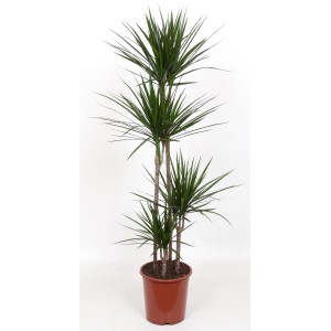 Drachenbaum (Dracaena marginata) im Topf, ca. 90-110 cm hoch, mit schlanken, grünen Blättern.