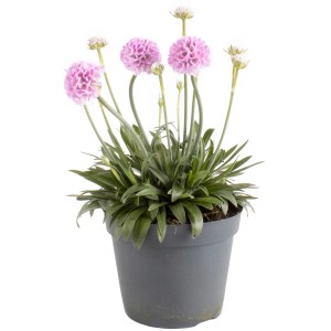 Farbenfroher Stauden-Mix im Topf (Ø 15cm) für Steingärten und Kübel.