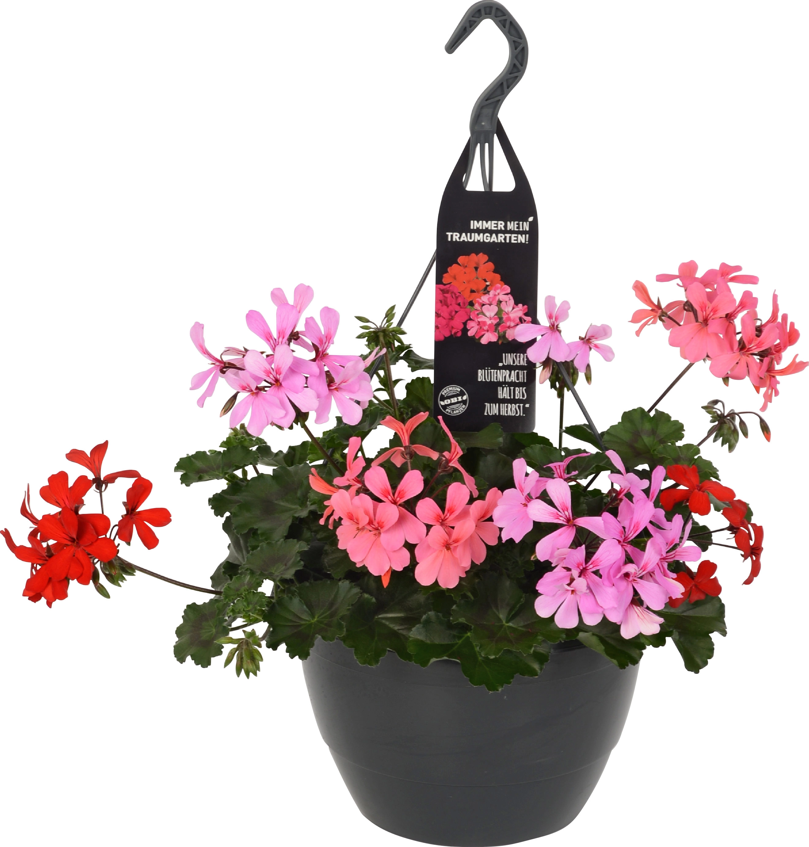 Traumgarten GeranienAmpel Dreifarbig TopfØ ca. 27 cm Pelargonium