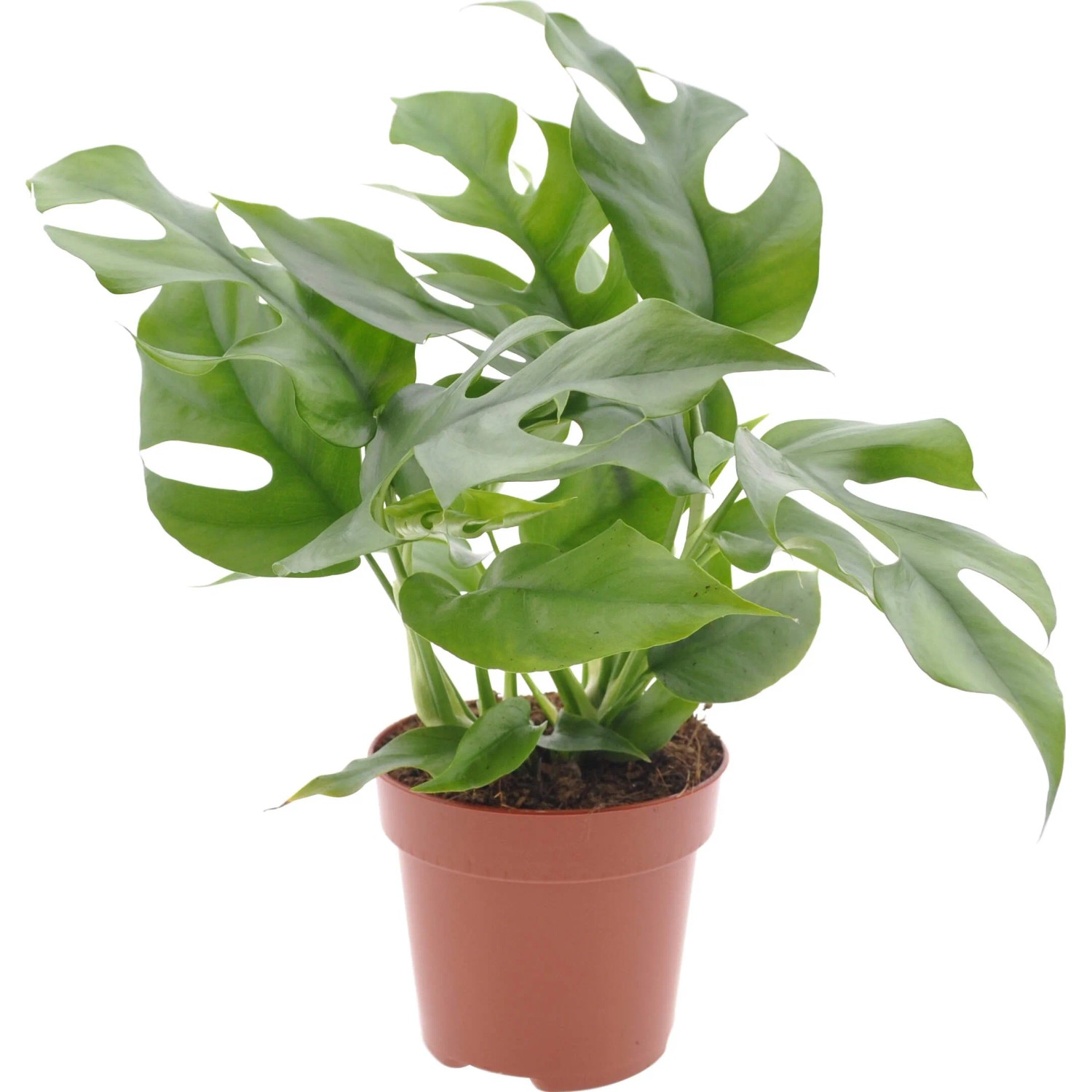 grün weiße monstera Monstera Deliciosa Variegata – Foliage Dreams main image 1