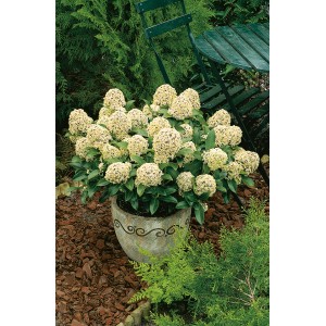 Japanische Skimmie 'Fragrant Cloud' im Topf mit weißen Blütenständen. Duftende Kübelpflanze für den Garten.