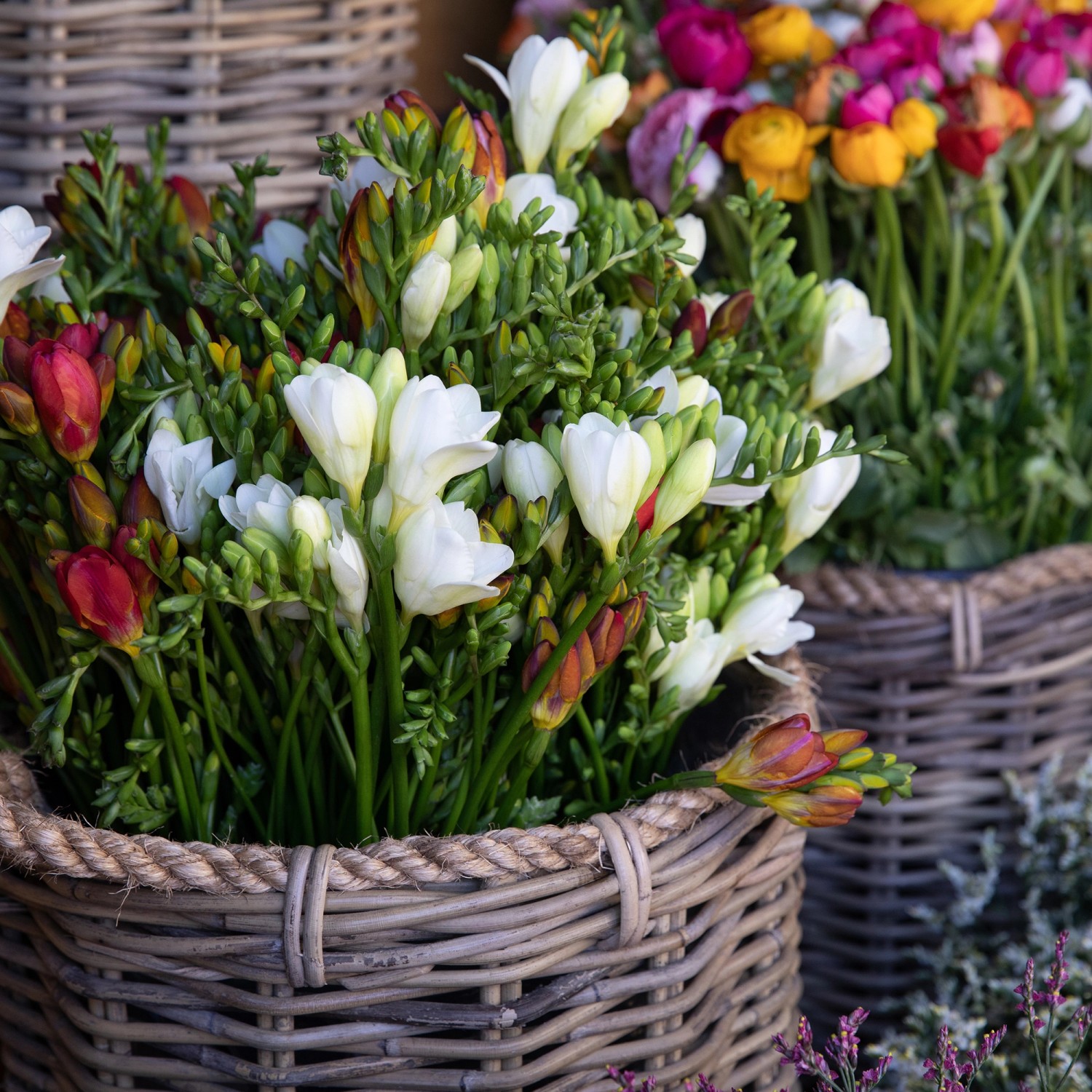 Freesien Freesie Duft Freesien Raumduft Luna English Duftkerze - Main Image