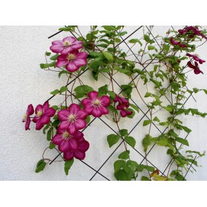 Anthrazitfarbenes Spalier mit Kletterpflanze und pinkfarbenen Blüten, befestigt mit Spalier-Befestigungs-Set.