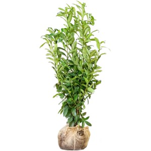 lonicera henryi duft Lonicera henryi