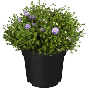 Garten-Kissenaster im Topf, lila Blüten, grüne Blätter. Herbstpflanze von GROW by OBI.