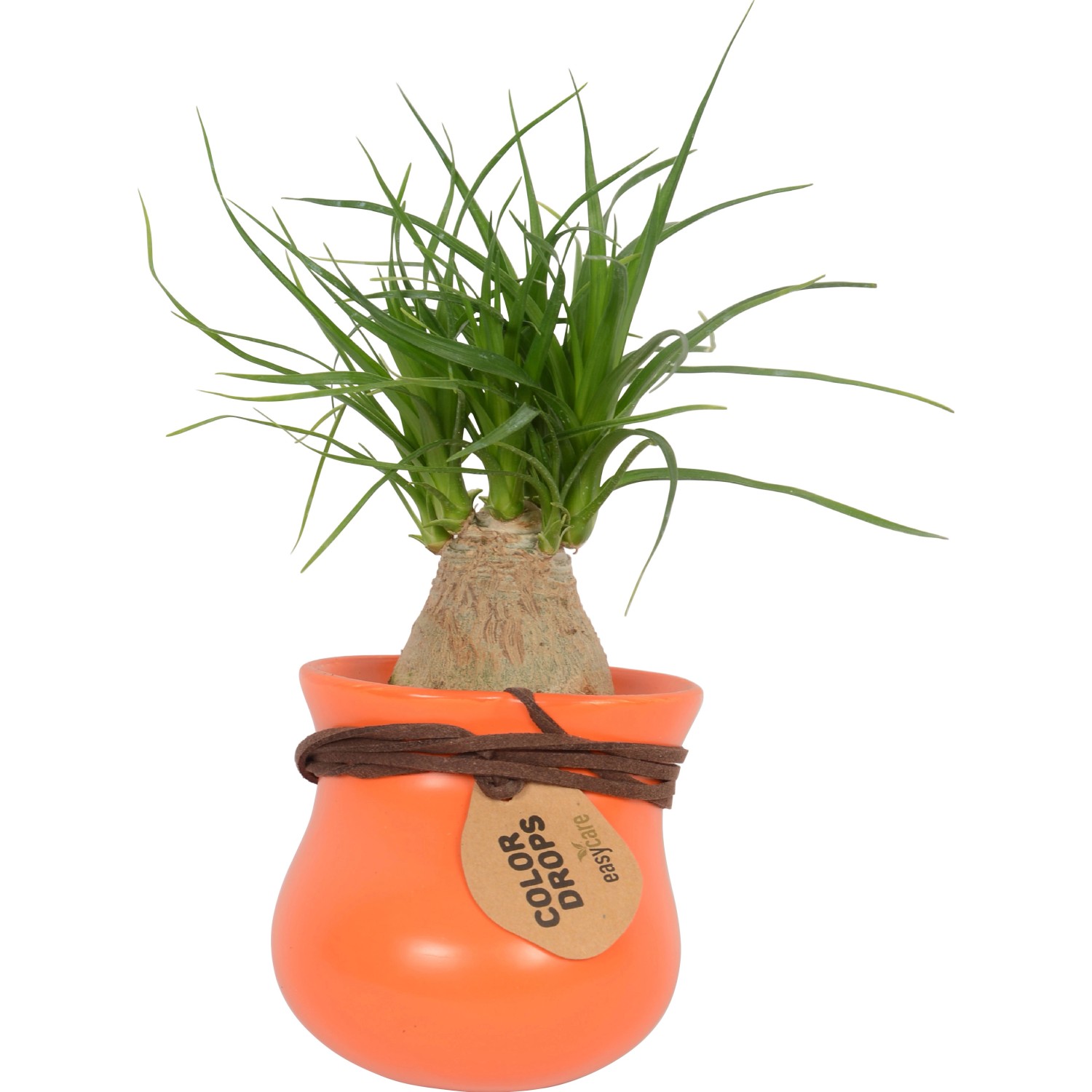 Mini-Grünpflanze im bunten Topf (Ø 6cm) mit Hänger, Zimmerpflanze für helle Standorte.