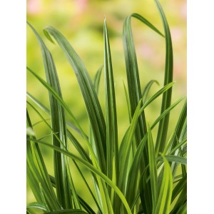 GROW by OBI Segge "Irish Green"Topf-Ø ca. 17 cm Carex morrowii