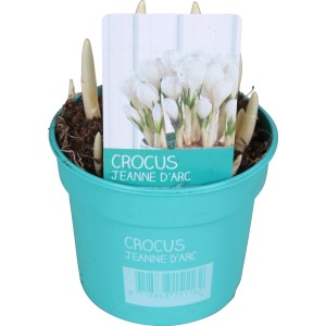 Weißer Krokus 'Diamond Collection' im Topf (ca. 9 cm Ø) für die Frühjahrsbepflanzung.