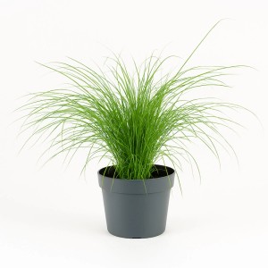 GROW by OBI Chinaschilf Miscanthus sin. Cute One T19