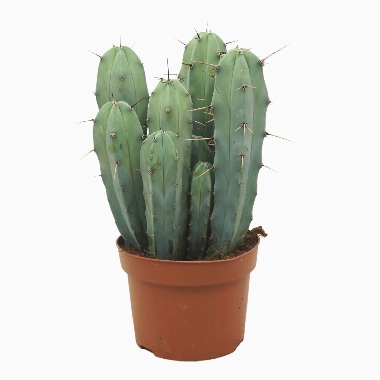GROW by OBI Kaktus Sortenauswahl Topf- ca. 13 cm kaufen bei OBI