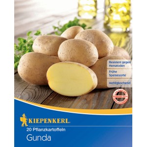 Kiepenkerl Pflanzkartoffeln Gunda, 20 Stück, mit gelbem Fruchtfleisch.