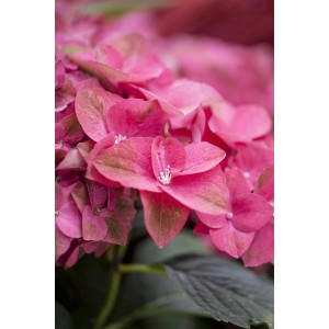Nahaufnahme einer rot-grünen Hortensie Green Shadow (Hydrangea macrophylla) mit Blüten.