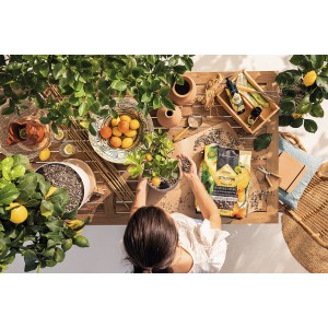 Frau pflanzt Zitrone mit Lechuza Citrus Pon Pflanzsubstrat. Ideal für Zitruspflanzen.