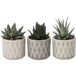 Drei Sukkulenten in grauen Keramik-Töpfen (Topf-Ø 9 cm) als dekorative Zimmerpflanzen.