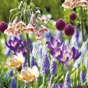 Bunte GROW by OBI Blumenzwiebel-Mischung für Bienen und Schmetterlinge im Garten.